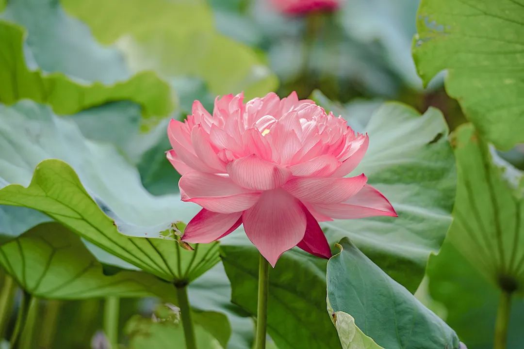 炎炎夏天，请注意身体健康！ - 民众安全健康科普教育网
